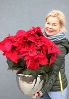 Gwiazda Betlejemska II, wysokiej jakości sztuczna roślina, wym.60x48x38cm