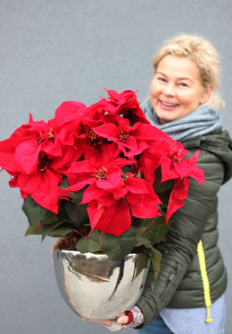 Gwiazda Betlejemska II, wysokiej jakości sztuczna roślina, wym.60x48x38cm