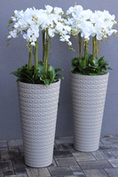 bardzo duży storczyk w beżowo - szarej donicy, Taupe Grande, wys.144cm