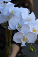 Lucilla, storczyk w szarej donicy, wys.60cm