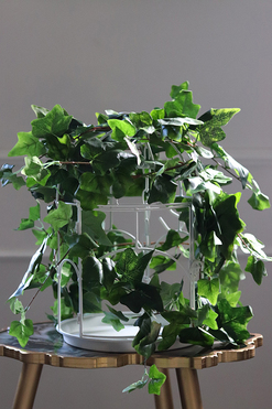 kompozycja klatka z bluszczem, Gardenia, wys.39cm 