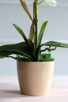 Mediolan Mini Cappucino, biały storczyk w plastikowej donicy, wys.46cm 