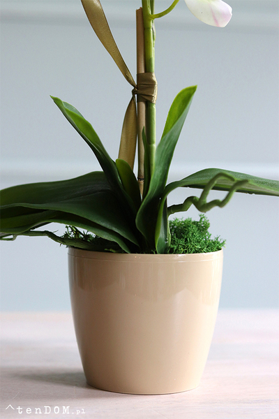 Mediolan Mini Cappucino, biały storczyk w plastikowej donicy, wys.46cm 