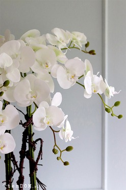 duży storczyk Mediolan Round 4 w białej donicy, wys.98cm