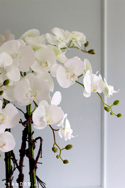 duży storczyk Mediolan Round 4 w białej donicy, wys.98cm