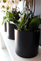 sztuczny storczyk Black Dreams, wys.69cm