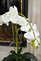 storczyk w czarnej podłużnej donicy Black, wys.68cm