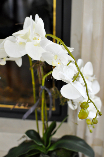 storczyk w czarnej podłużnej donicy Black, wys.68cm