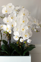 bardzo duży storczyk Hotel Design White Grande w donicy, wys.105cm 