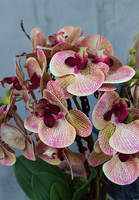 storczyk Laos Granada New w białej donicy łódce, ze srebrnym rantem wys.50cm