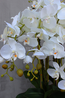 duży storczyk Mediolan w plastikowym wkładzie do donicy wys.73cm