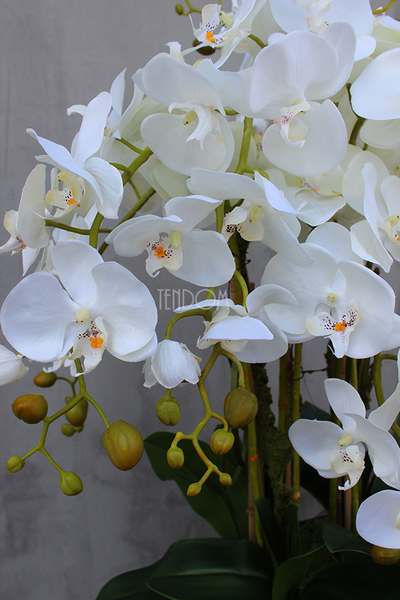 duży storczyk Mediolan w plastikowym wkładzie do donicy wys.73cm