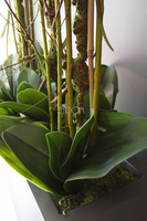 duży storczyk Marco Grande Grey, wys.120cm 