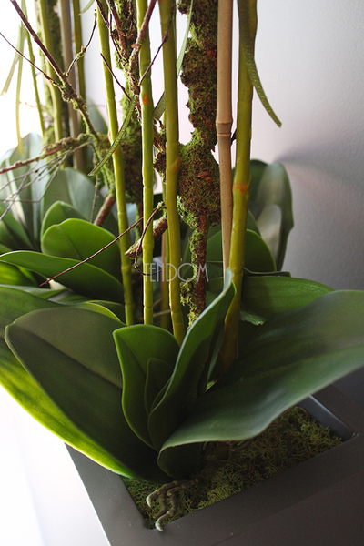 duży storczyk Marco Grande Grey, wys.120cm 