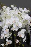 duży storczyk Design Black Grande New w donicy fiberglass, wys.155cm