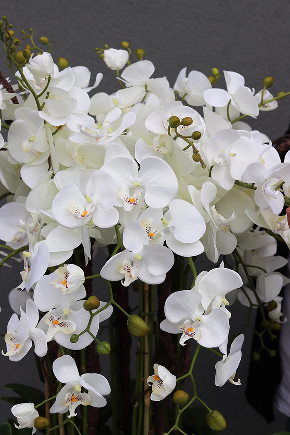 duży storczyk Design Black Grande New w donicy fiberglass, wys.155cm