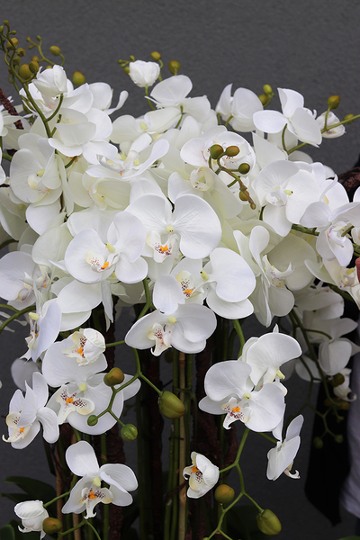 duży storczyk Design Black Grande New w donicy fiberglass, wys.155cm