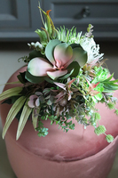 Albertina, kompozycja z sukulentami, wym.27x27cm