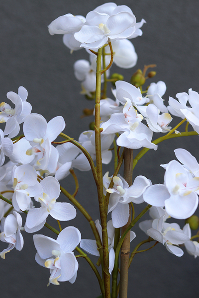 storczyk Uresa, w czarnej donicy ze złotymi nóżkami, wys.58cm