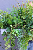 Felita Green, zielona kompozycja w stretchu do Twojej donicy, wys.50cm