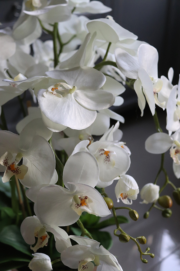 Goldie Peranoma, storczyk w złotej donicy na stojaku, wys.63cm