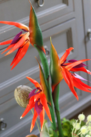 egzotyczna kompozycja ze strelicją, Modenata Nerano, wys.68cm