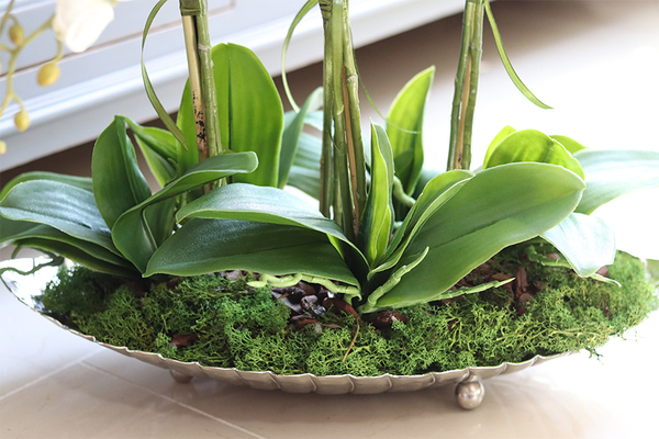 elegancki storczyk na srebrnej paterze, Tasmania Glamour, wys.50cm 