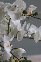 Glass Pompadour Gold, efektowny storczyk w złotej misie, wys.60cm