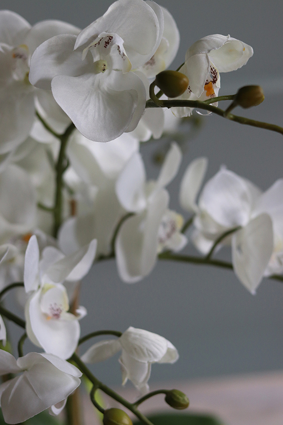 Glass Pompadour Gold, efektowny storczyk w złotej misie, wys.60cm