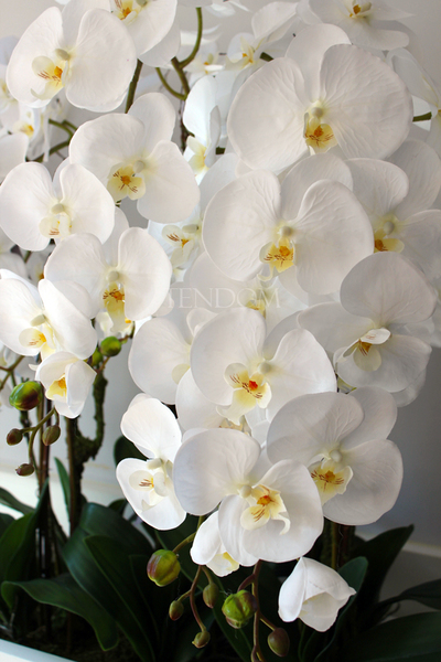 bardzo duży storczyk Hotel Design White Grande w donicy, wys.105cm 