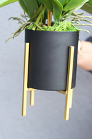 storczyk Uresa, w czarnej donicy ze złotymi nóżkami, wys.58cm
