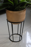 Goldie Peranoma, storczyk w złotej donicy na stojaku, wys.63cm