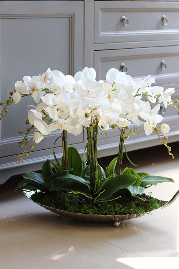 elegancki storczyk na srebrnej paterze, Tasmania Glamour, wys.50cm 