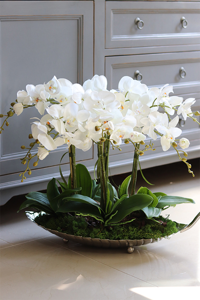 elegancki storczyk na srebrnej paterze, Tasmania Glamour, wys.50cm 