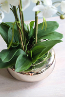 Glass Pompadour Gold, efektowny storczyk w złotej misie, wys.60cm