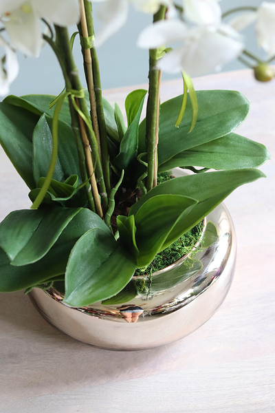 Glass Pompadour Gold, efektowny storczyk w złotej misie, wys.60cm