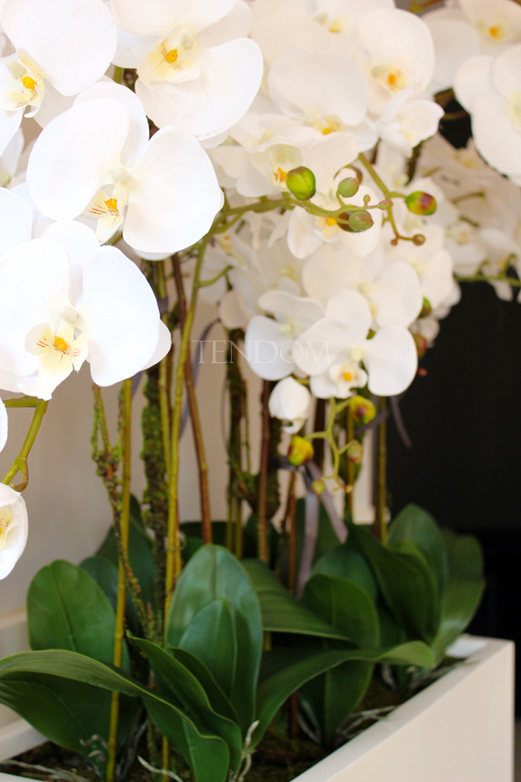 bardzo duży storczyk Hotel Design White Grande w donicy, wys.105cm 