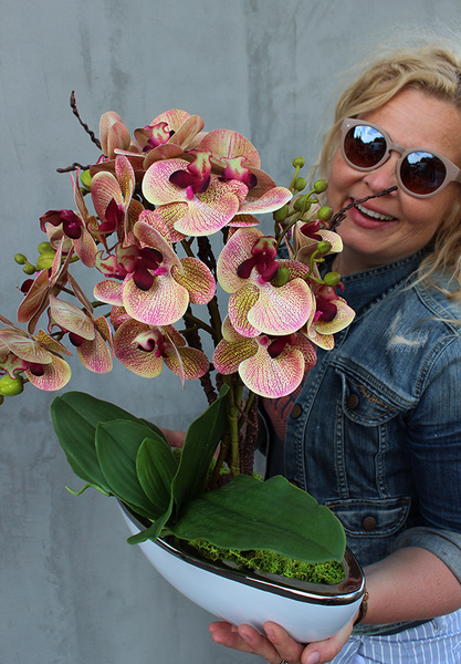 storczyk Laos Granada New w białej donicy łódce, ze srebrnym rantem wys.50cm