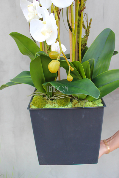 duży storczyk Mediolan w plastikowym wkładzie do donicy wys.73cm