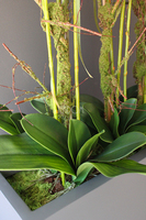 duży storczyk Marco Grande Grey, wys.120cm 