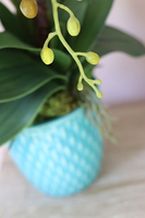 Turkusowa Melodia, wyjątkowy storczyk w oryginalnej donicy, wys.60cm