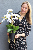 storczyk Uresa, w czarnej donicy ze złotymi nóżkami, wys.58cm