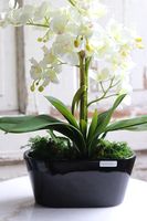 Sinsea, elegancki storczyk w czarnej doniczce, wys.45cm 