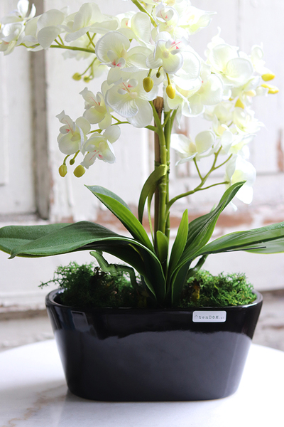 Sinsea, elegancki storczyk w czarnej doniczce, wys.45cm 