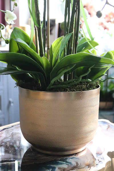 Goldie Peranoma, storczyk w złotej donicy na stojaku, wys.63cm