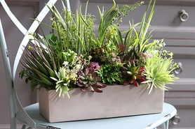 kompozycja Sukulenty Tavina w betonowej donicy, wys.30cm 