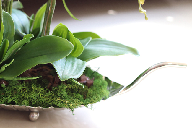 elegancki storczyk na srebrnej paterze, Tasmania Glamour, wys.50cm 