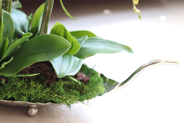 elegancki storczyk na srebrnej paterze, Tasmania Glamour, wys.50cm 