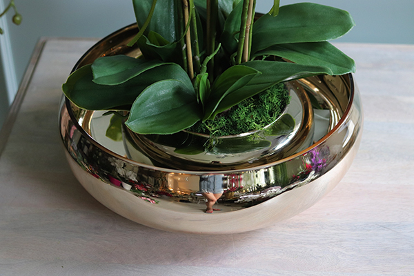 Glass Pompadour Gold, efektowny storczyk w złotej misie, wys.60cm