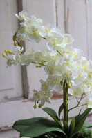 Sinsea, elegancki storczyk w czarnej doniczce, wys.45cm 